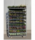 Beddingplants