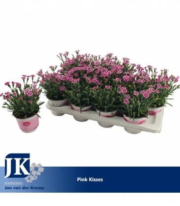 Dianthus