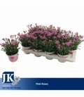 Dianthus