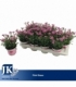 Dianthus
