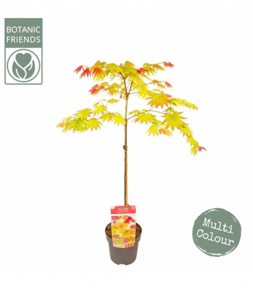 Acer