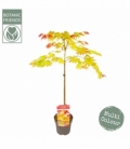 Acer