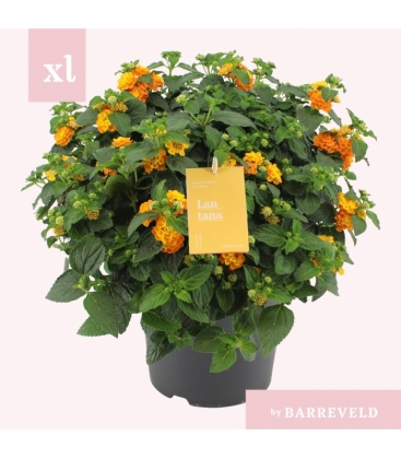 Lantana