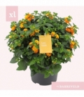 Lantana