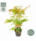 Acer