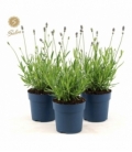 Lavandula