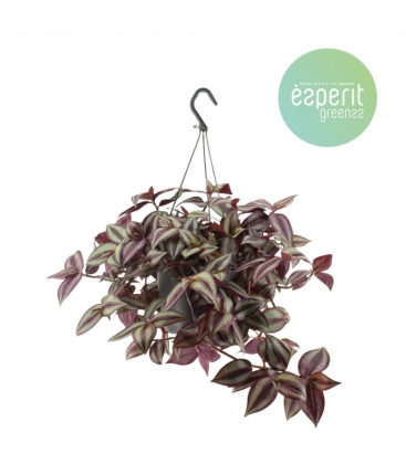 Tradescantia