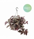 Tradescantia