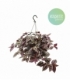 Tradescantia