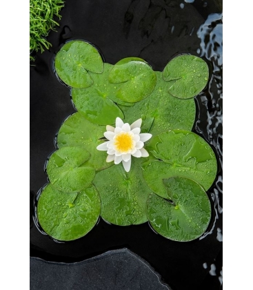Nymphaea