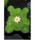Nymphaea