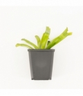 Vallisneria
