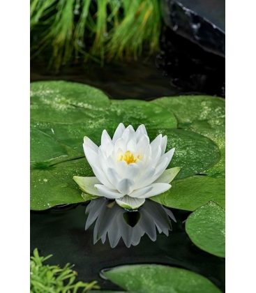 Nymphaea