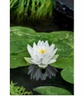 Nymphaea