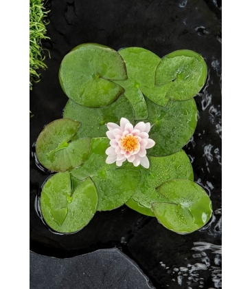 Nymphaea