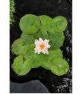 Nymphaea