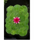 Nymphaea