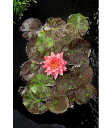 Nymphaea