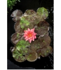 Nymphaea