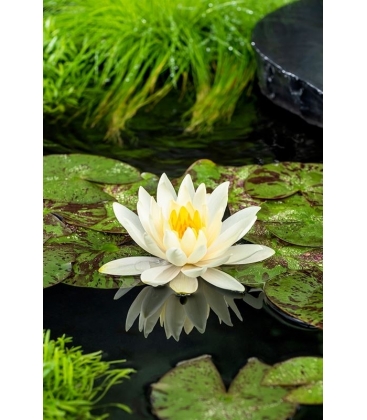 Nymphaea