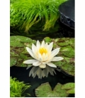 Nymphaea