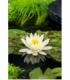 Nymphaea