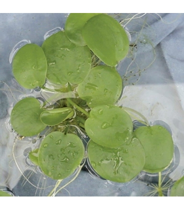 Limnobium