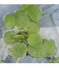 Limnobium