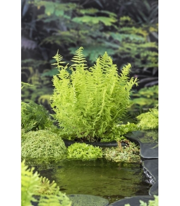 Thelypteris