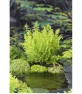 Thelypteris