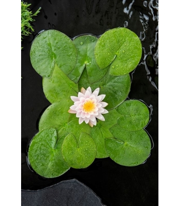 Nymphaea