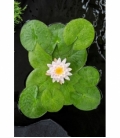 Nymphaea