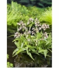 Epipactus