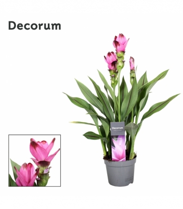 Curcuma