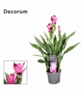 Curcuma