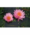 Nymphaea