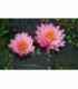 Nymphaea