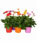 Gerbera
