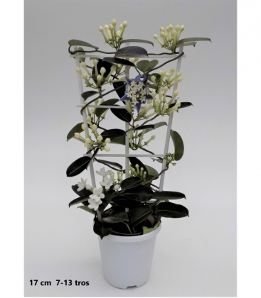 Stephanotis