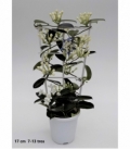 Stephanotis