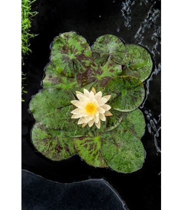 Nymphaea