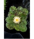 Nymphaea