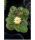 Nymphaea