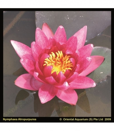 Nymphaea