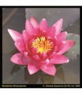 Nymphaea
