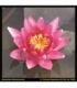 Nymphaea