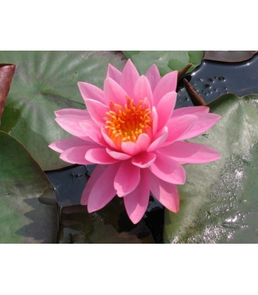 Nymphaea