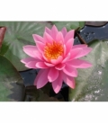 Nymphaea
