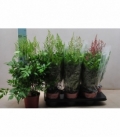 Astilbe