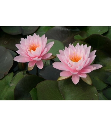 Nymphaea